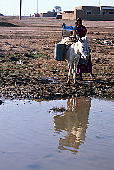 女人,驴,雨,水池,靠近,房子,居民区,近郊,城市,巴士拉,伊拉克,信息,一月,2003年,孩子,残留,一个