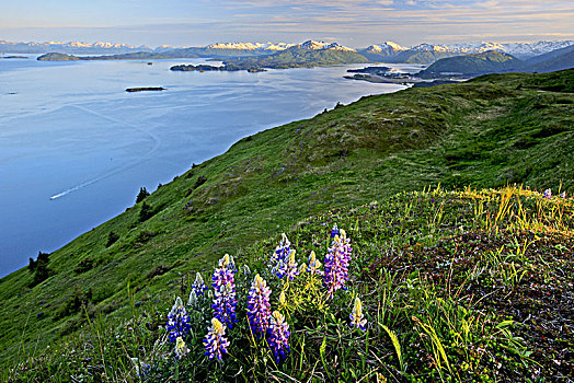 北美,美国,阿拉斯加,岛屿,湾,羽扇豆,羽扇豆属,海岸山脉,峡湾