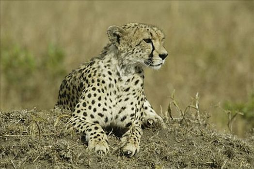 印度豹,猎豹,成年,马赛马拉,肯尼亚,非洲