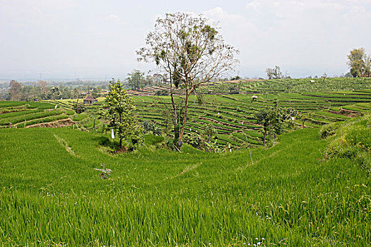 稻田,巴厘岛