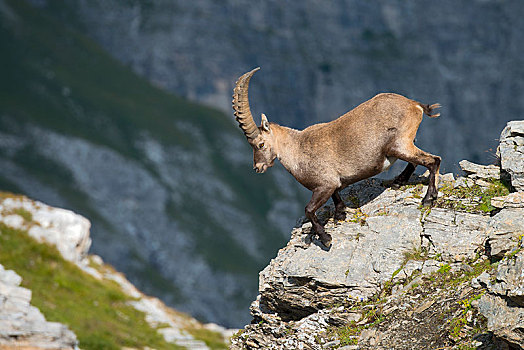 阿尔卑斯野山羊,北山羊,羱羊,山谷,提洛尔,奥地利,欧洲