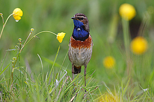 蓝喉歌鸲,蓝点颏,雄性,栖息,草地,专注,国家公园,荷兰,欧洲
