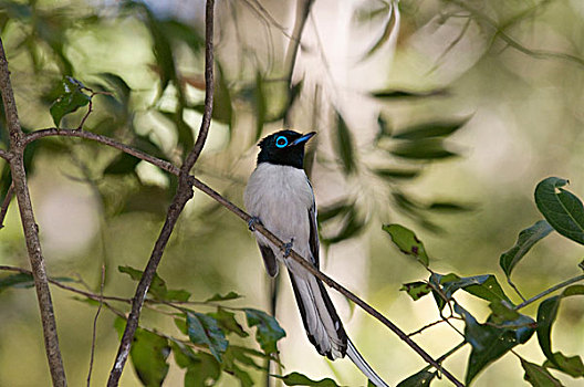 马达加斯加,国家公园,小鸟,灌木
