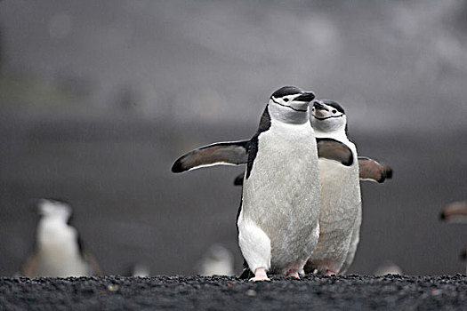 帽带企鹅,阿德利企鹅属,海滩,欺骗岛,南极