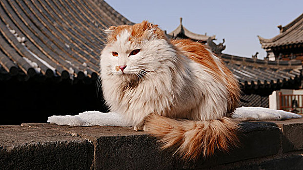 古观音禅寺里的猫