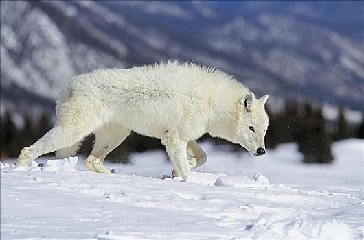 灰狼,狼,哺乳动物,冬天,雪,北美,动物