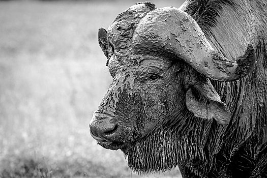 头部,水牛,非洲水牛,遮盖,泥,湿,毛皮,看别处,黑白