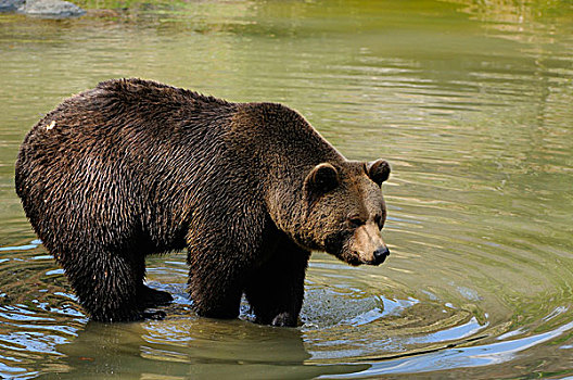 欧亚,棕色的熊,熊棕熊棕熊,在水中涉水,巴伐利亚森林,德国