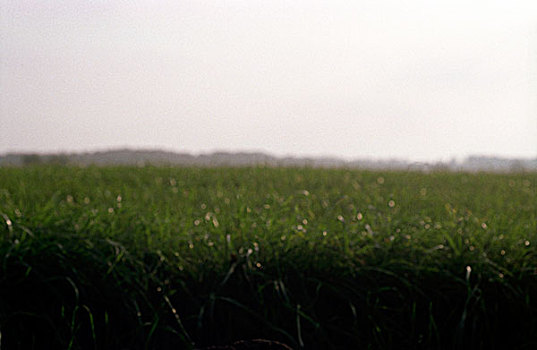 草,地平线