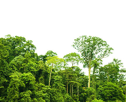 热带雨林,风景,隔绝