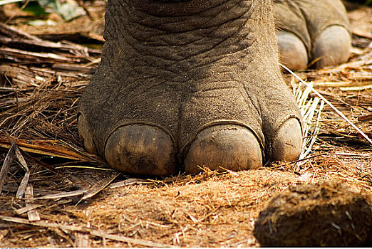 大象,脚
