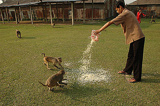 一个,男人,猴子,动物,风景,城镇,孟加拉,二月,2008年