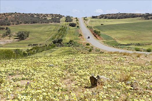 杂草,蒲公英,金盏花,风景,靠近,西澳大利亚,澳大利亚