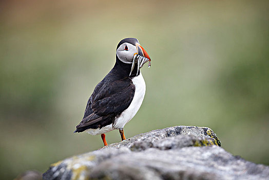 可爱,角嘴海雀,五月岛,苏格兰