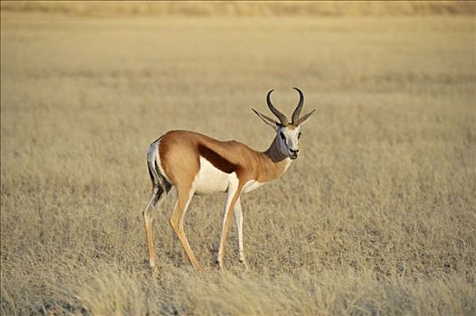 跳羚,纳米布沙漠,纳米比亚共和国,非洲