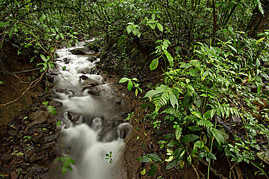 小溪,保存,山,雾林,哥斯达黎加
