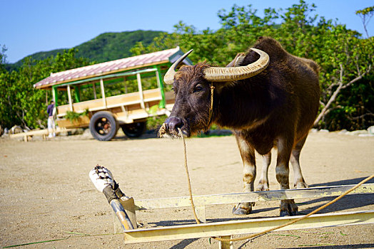 水牛,岛屿,冲绳,日本