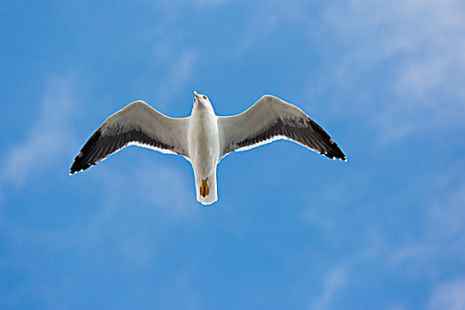 黄腿鸥,飞行,葡萄牙,欧洲