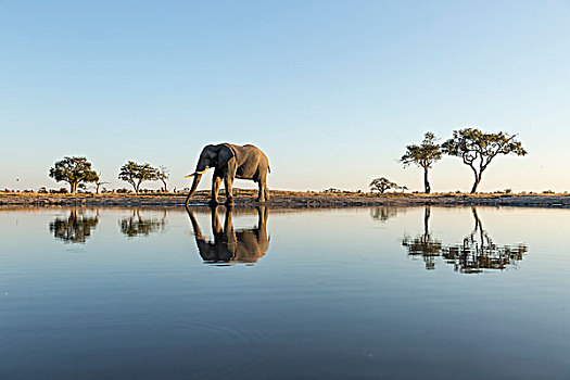 非洲,博茨瓦纳,乔贝国家公园,非洲象,站立,边缘,水潭,萨维提,湿地