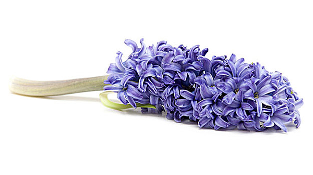 紫罗兰,异域风情,花