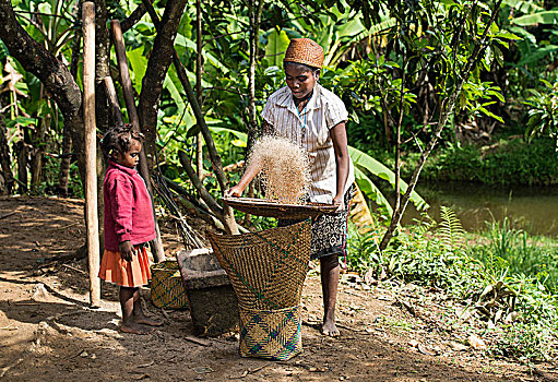 女人,清洁,谷物,稻谷,种族,马达加斯加,非洲