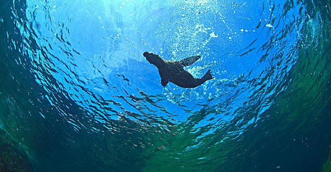 海狮,水,国家,海洋公园,岛屿,靠近,北下加利福尼亚州,墨西哥