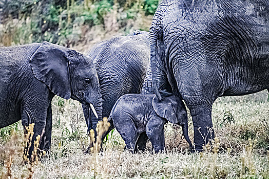 坦桑尼亚塞伦盖蒂草原野象生态环境