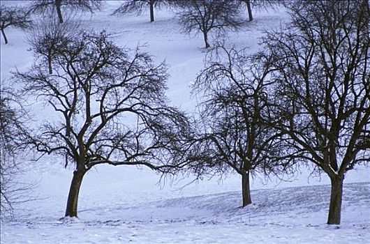 秃树,雪,果园,靠近,地区,巴登符腾堡,德国
