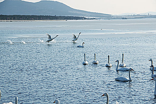威海天鹅湖中的天鹅群