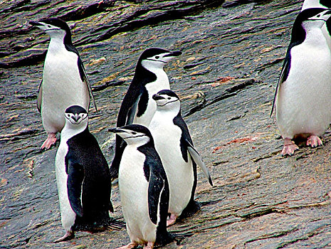 群,帽带企鹅,南极企鹅,岛屿,南设得兰群岛,南极,岩石上,岸边