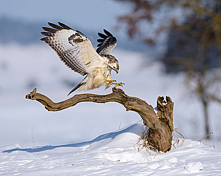 美国兀鹰,鵟,白色,降落,栖息,雪景,生物保护区,巴登符腾堡,德国,欧洲