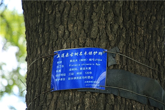 山东省日照市,三级古树名木矗立公路旁120余岁黄连木枝密叶繁
