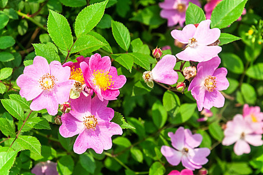 春天盛开的美丽的犬蔷薇花