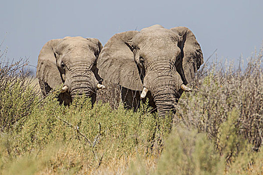 两个,非洲象,埃托沙国家公园,纳米比亚,非洲