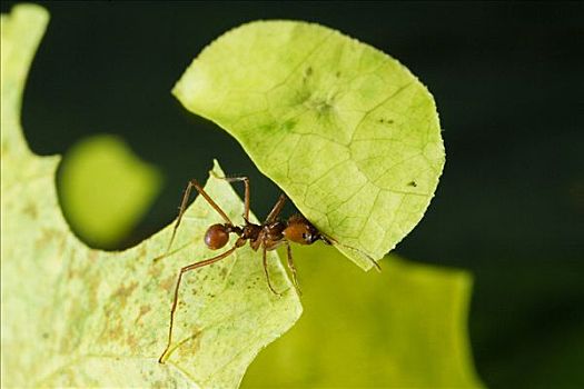 切叶蚁,蚂蚁,新鲜,切削,叶子,哥斯达黎加