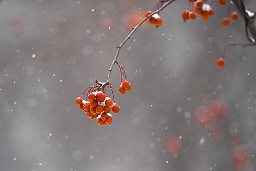 长春市气象台2019年12月16日12时05分发布暴雪黄色预警信号,预计今天中午到17日凌晨,长春市大部有大到暴雪,降雪时间涵盖晚高峰,为了保障市民出行安全,清雪车在街道上不间断进行清雪作业,保障出行