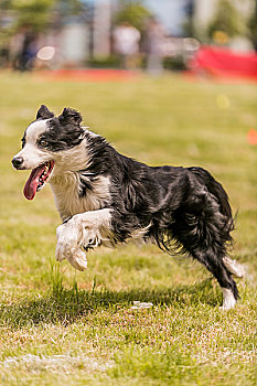 飞盘犬牧羊犬