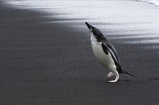 帽带企鹅,阿德利企鹅属,抖动,水,欺骗岛,南极