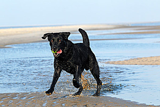 黑色拉布拉多犬,狗,球,海滩,养狗