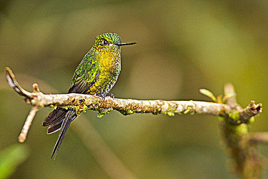 栖息,枝条,自然保护区,靠近,基多,厄瓜多尔