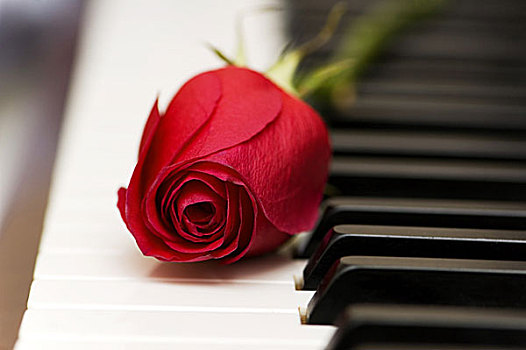浪漫,概念,红玫瑰,钢琴,按键