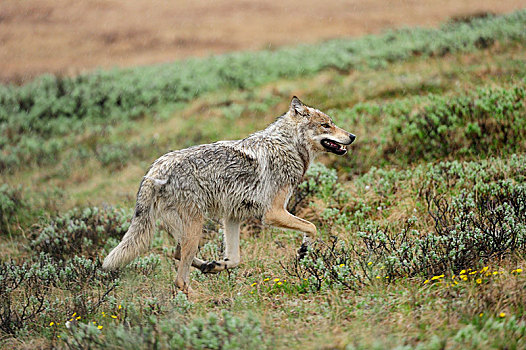 狼,觅食,北极圈,苔原,德纳里峰国家公园,阿拉斯加,美国,北美