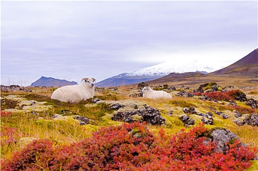 冰岛,绵羊