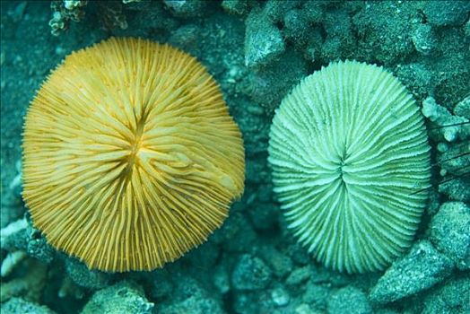 蘑菇,珊瑚,展示,白天,脚,深,科莫多岛,印度尼西亚,次序