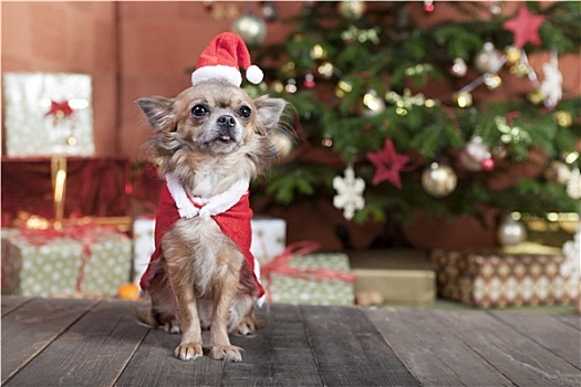 圣诞节,狗,圣诞树