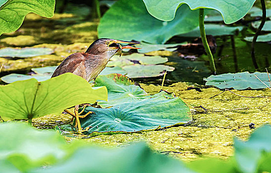 黄苇鳽yellowreed