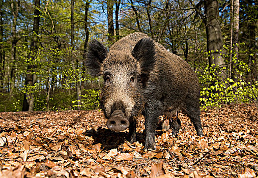 野猪,母猪,春天,树林,俘获,北莱茵威斯特伐利亚,德国,欧洲