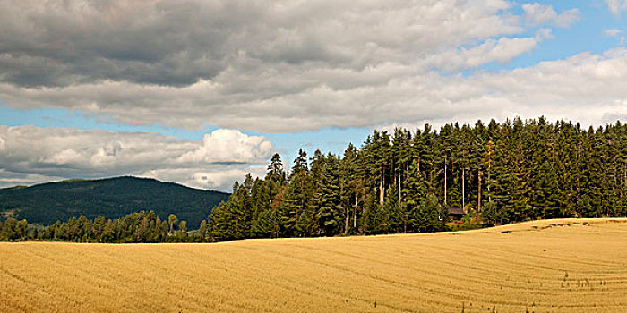 农田,树林,高地,挪威
