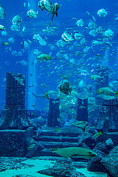 阿联酋迪拜棕榈岛,失落的空间,水族馆