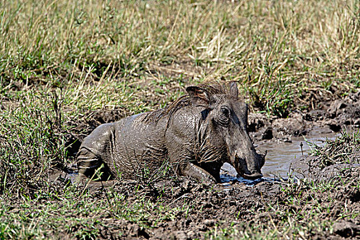 疣猪,打滚,洞,马塞马拉野生动物保护区,肯尼亚